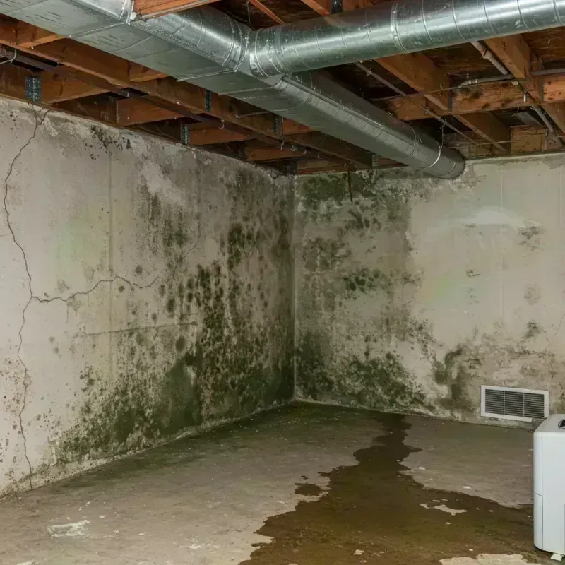 Professional Mold Removal in Park Ridge, IL